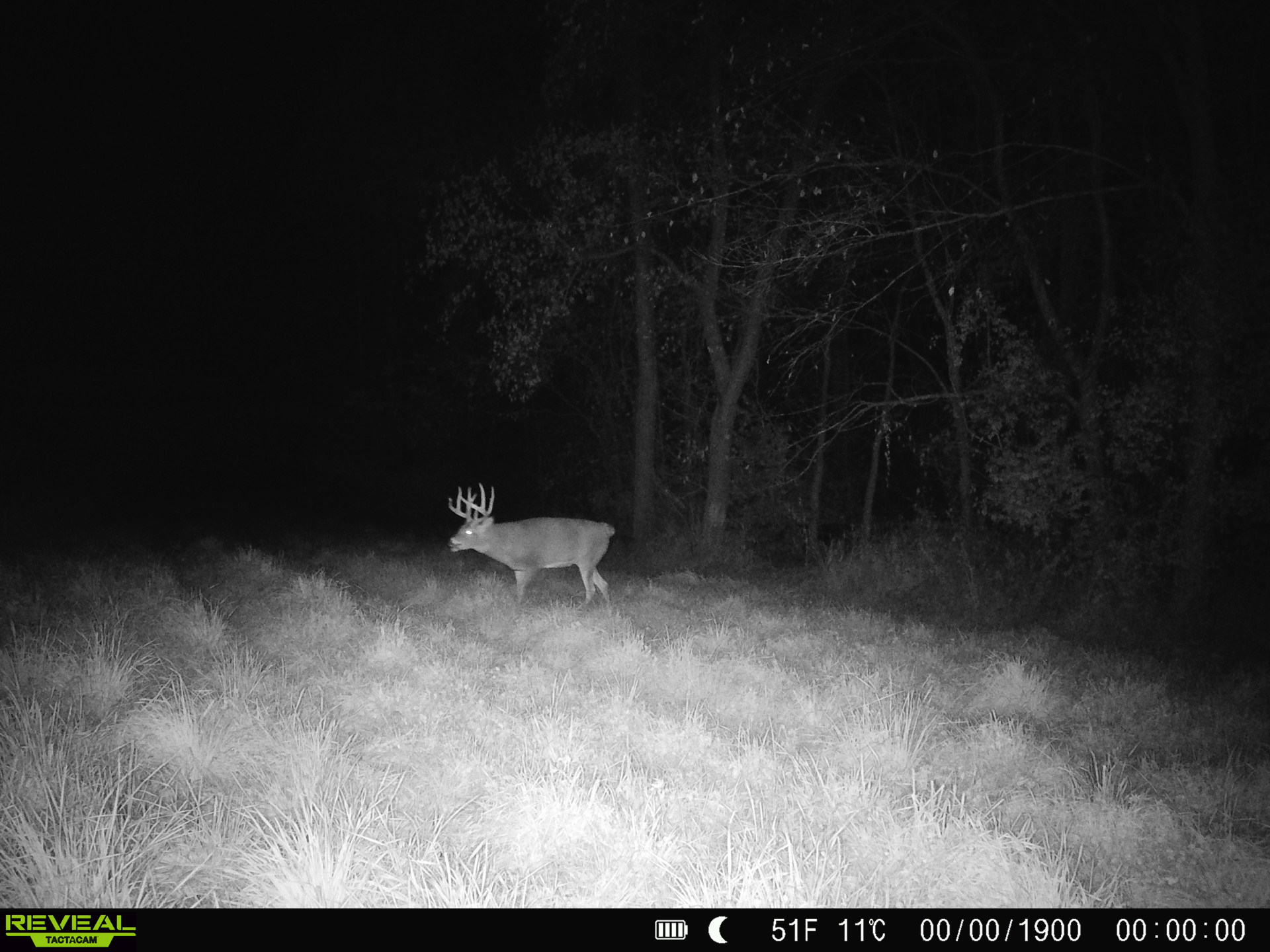 nighttime buck