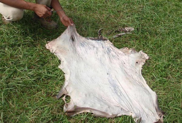 How to de-flesh a deer hide – My Life On The Land