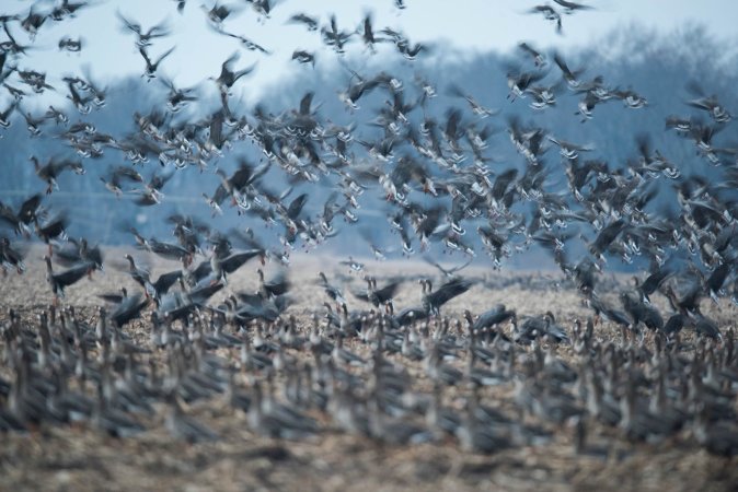 Specks feeding