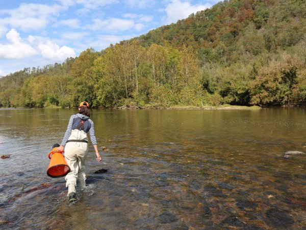 U.S. Fish and Wildlife Service bioligist wades a river.