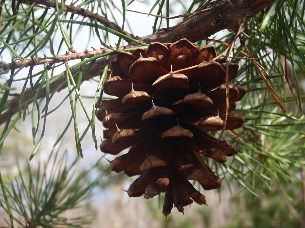 do pine needles hurt dogs