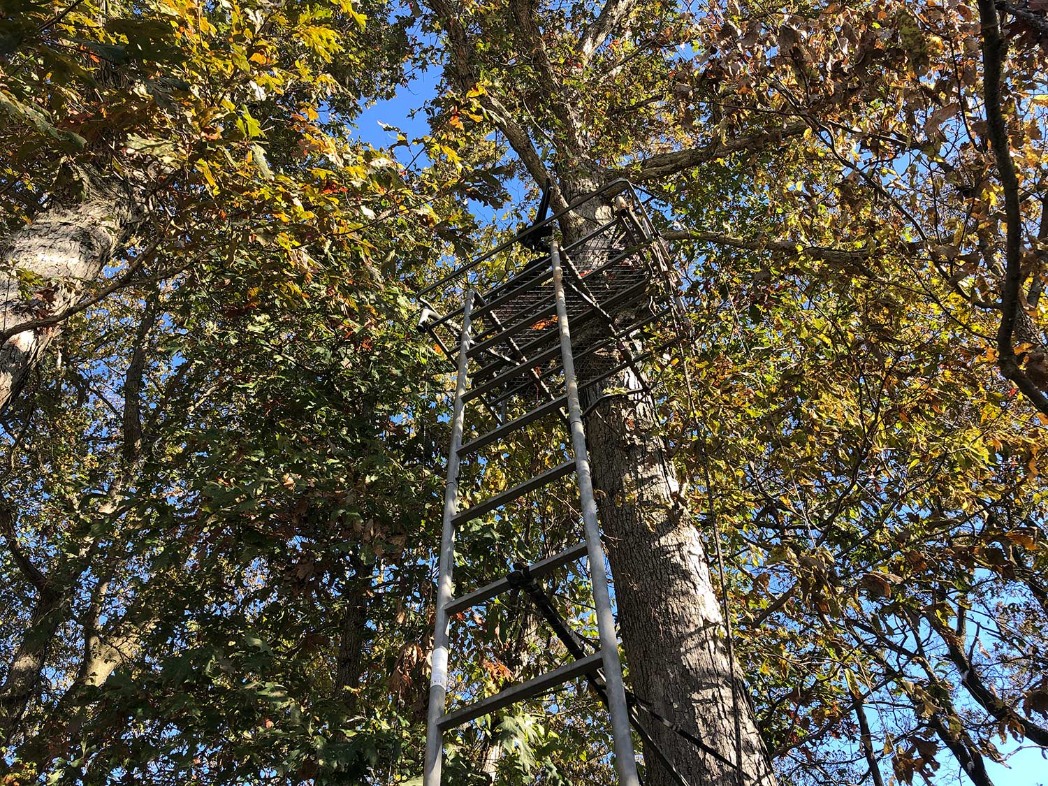 a treestand on a tree.