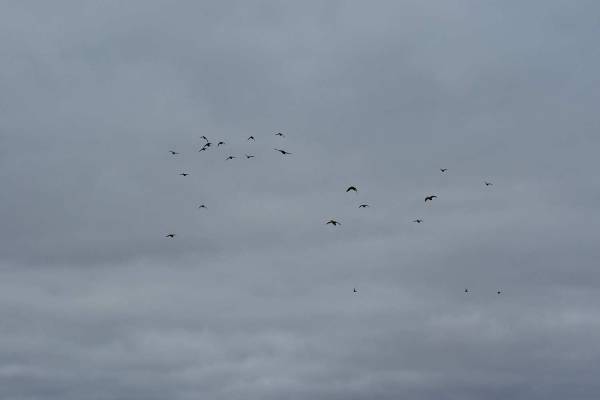 How to Hunt Late-Season Mallards in Fields vs. Water