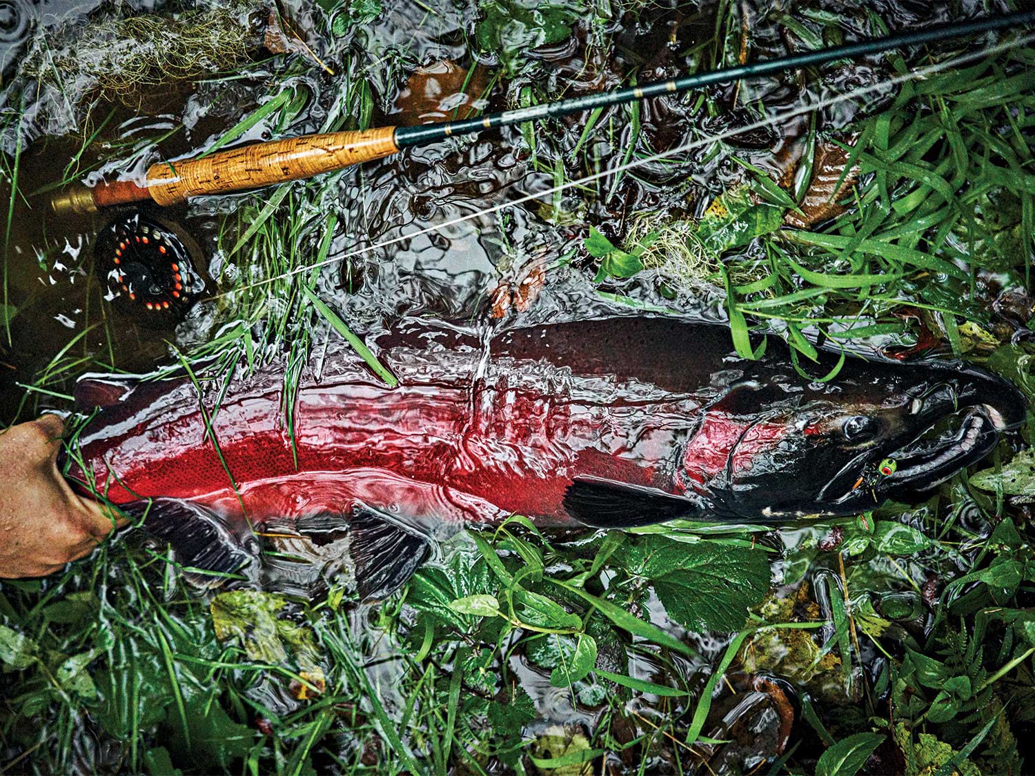 A coho caught on the fly in Tongass National Forest