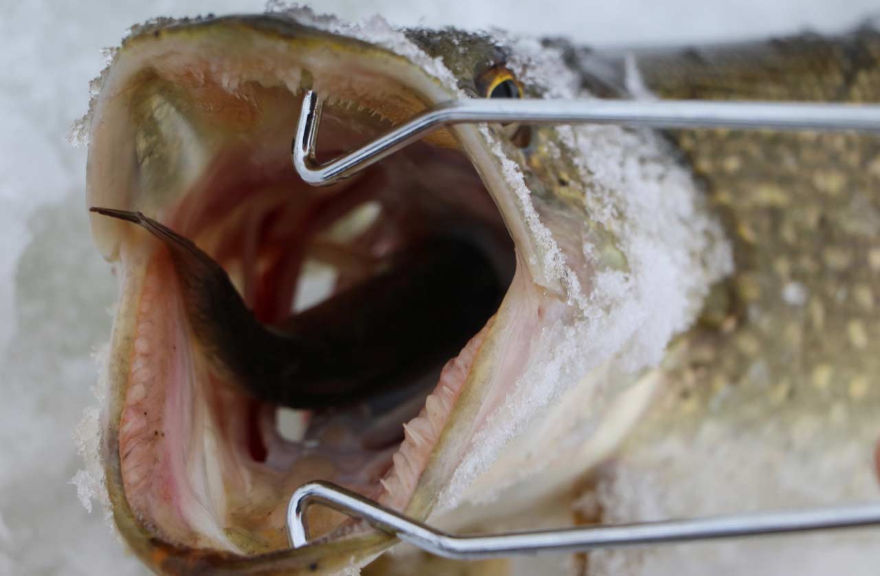 A live-bait-caught pike.