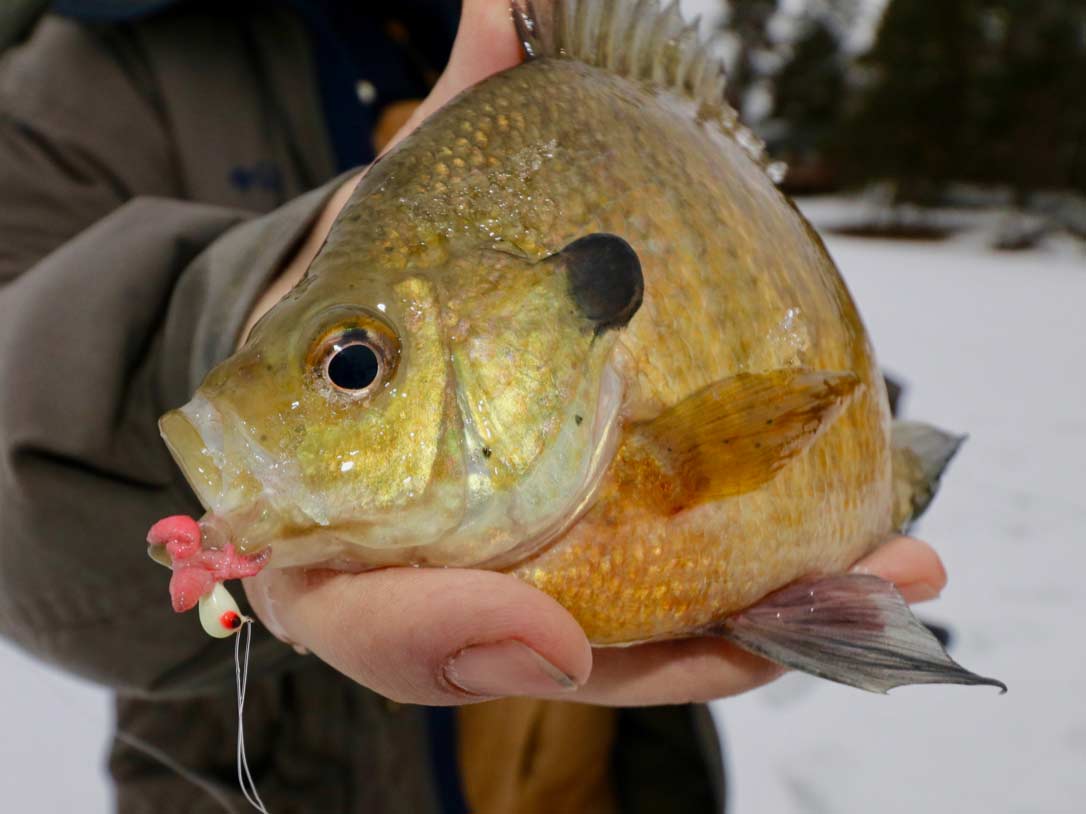 Freshwater fishing: Lots of bluegill, and some big ones, are biting around  Polk