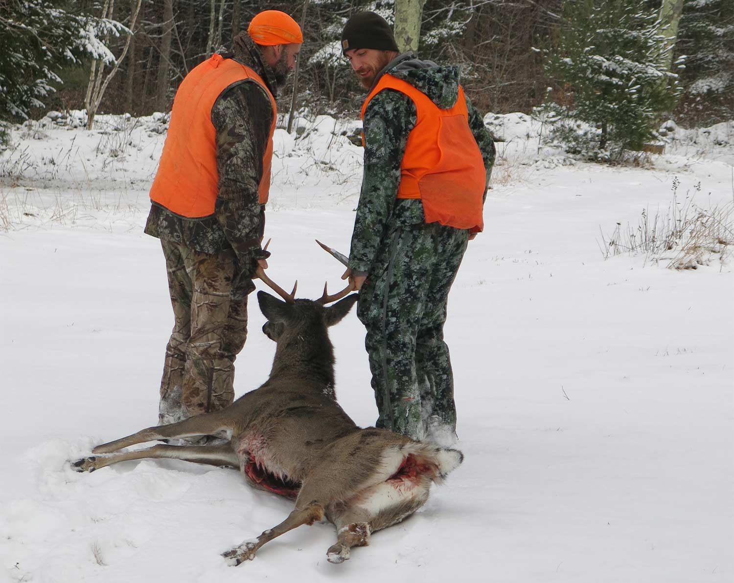 This New England buck was taken in a recently logged ash cut.