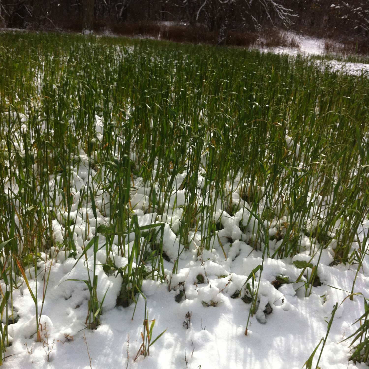 Winter whitetail greens and food plot.