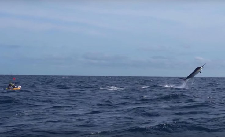 Adam Fisk battles an estimated 500-pound marlin in Panama.