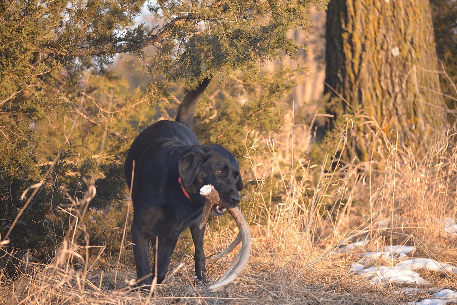 Good shed hunting sales dogs