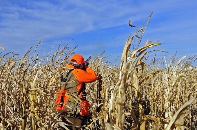 Hunter aiming shotgun at a pheasant.