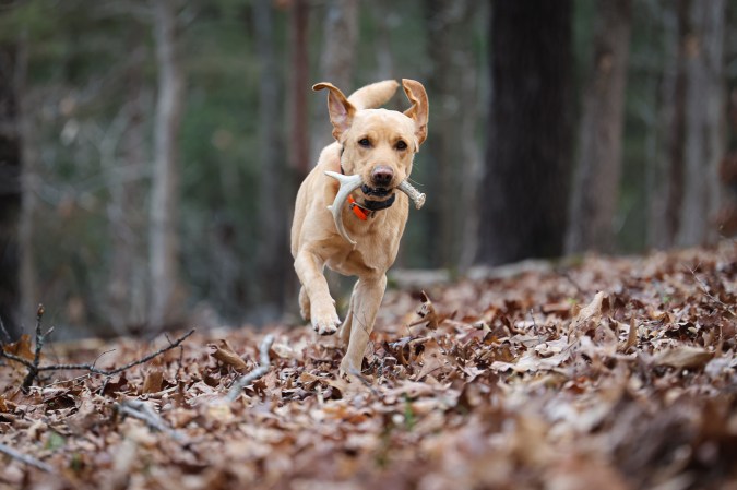 A yellow Lab retrieves a small shed antler.