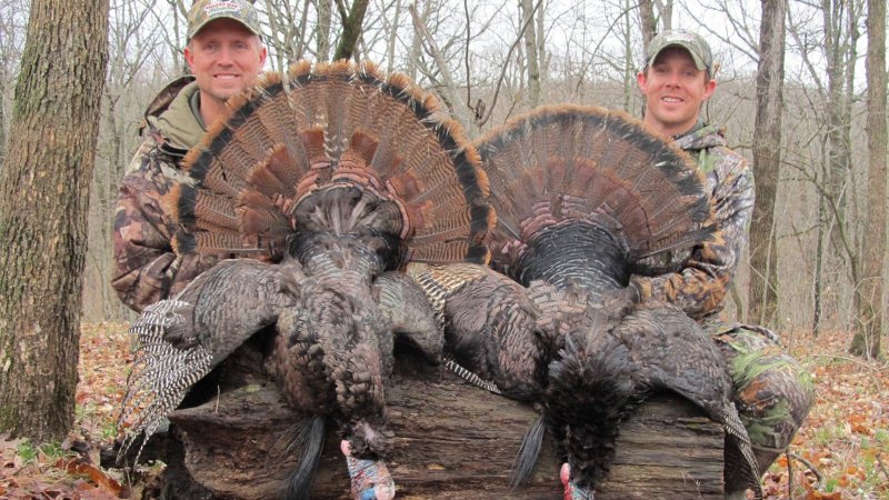 Two hunters with two Missouri turkeys