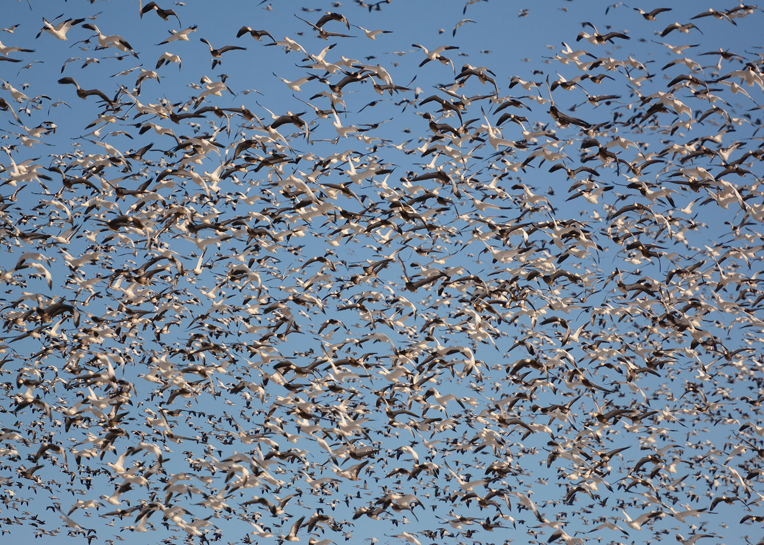 5 Tips For a Better Spring Snow Goose Season