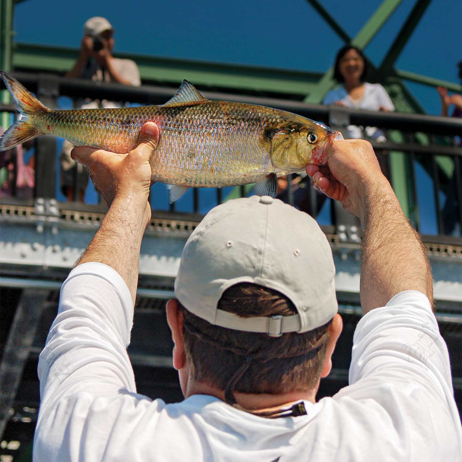 Angler holding up a steel shad fish.