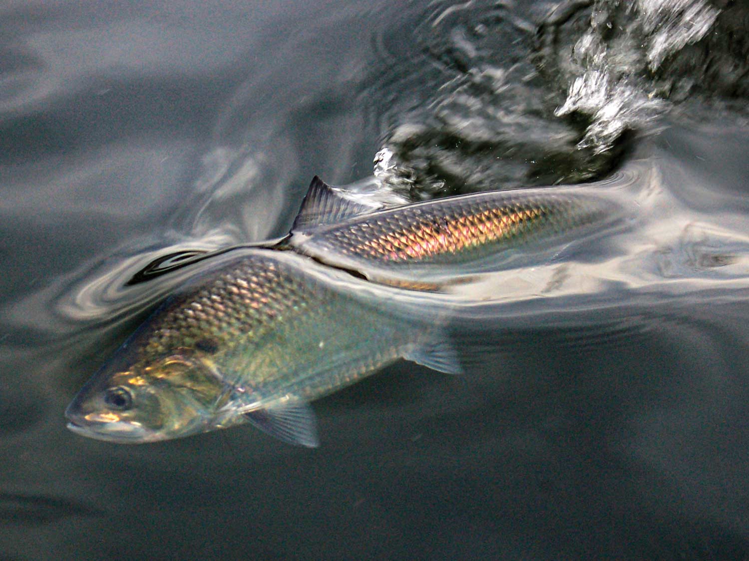 A feisty silver shad battles boatside.