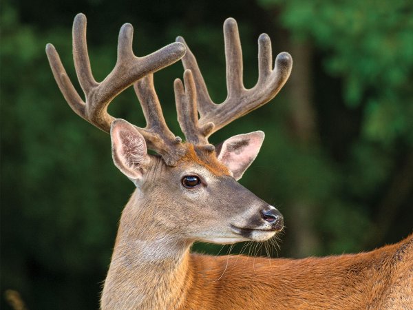 Deer Antlers Couldn't Grow So Fast Without These Genes - The New