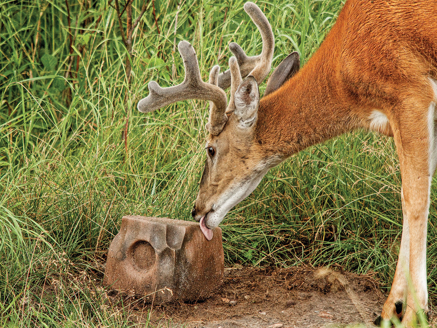 White-tailed buck in velvet