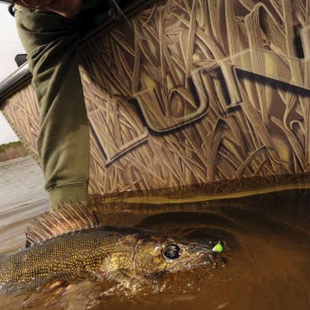 small river walleye boatside.