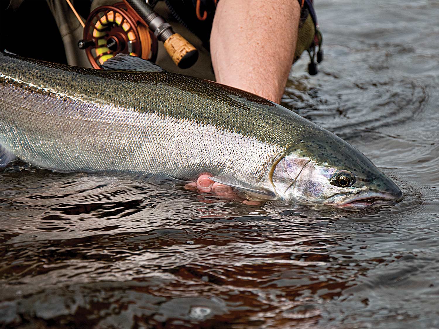 Salmon Fishing With Beads - Ontario Trout And Steelhead