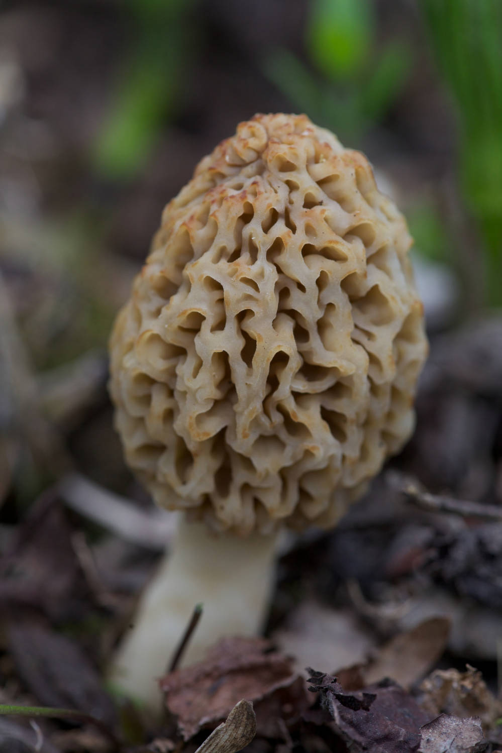 Morel mushroom