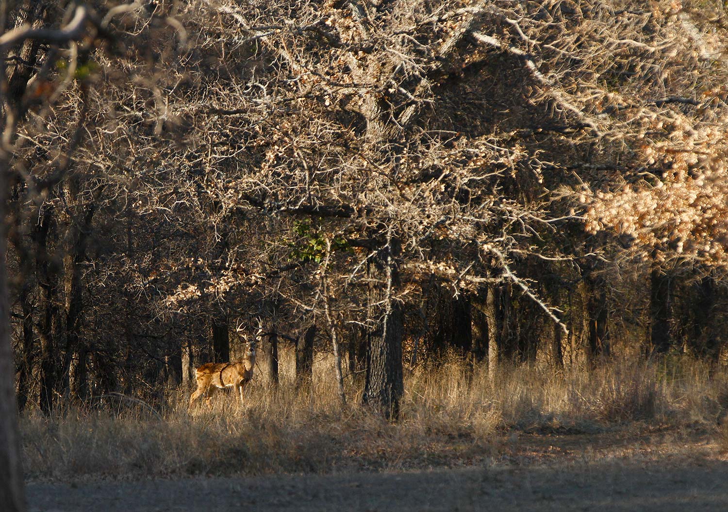 A whitetail deer in a tree.