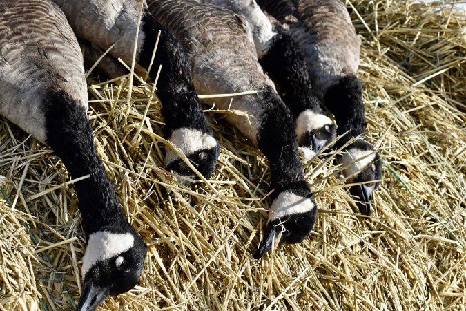 Several geese on a pile of hay.