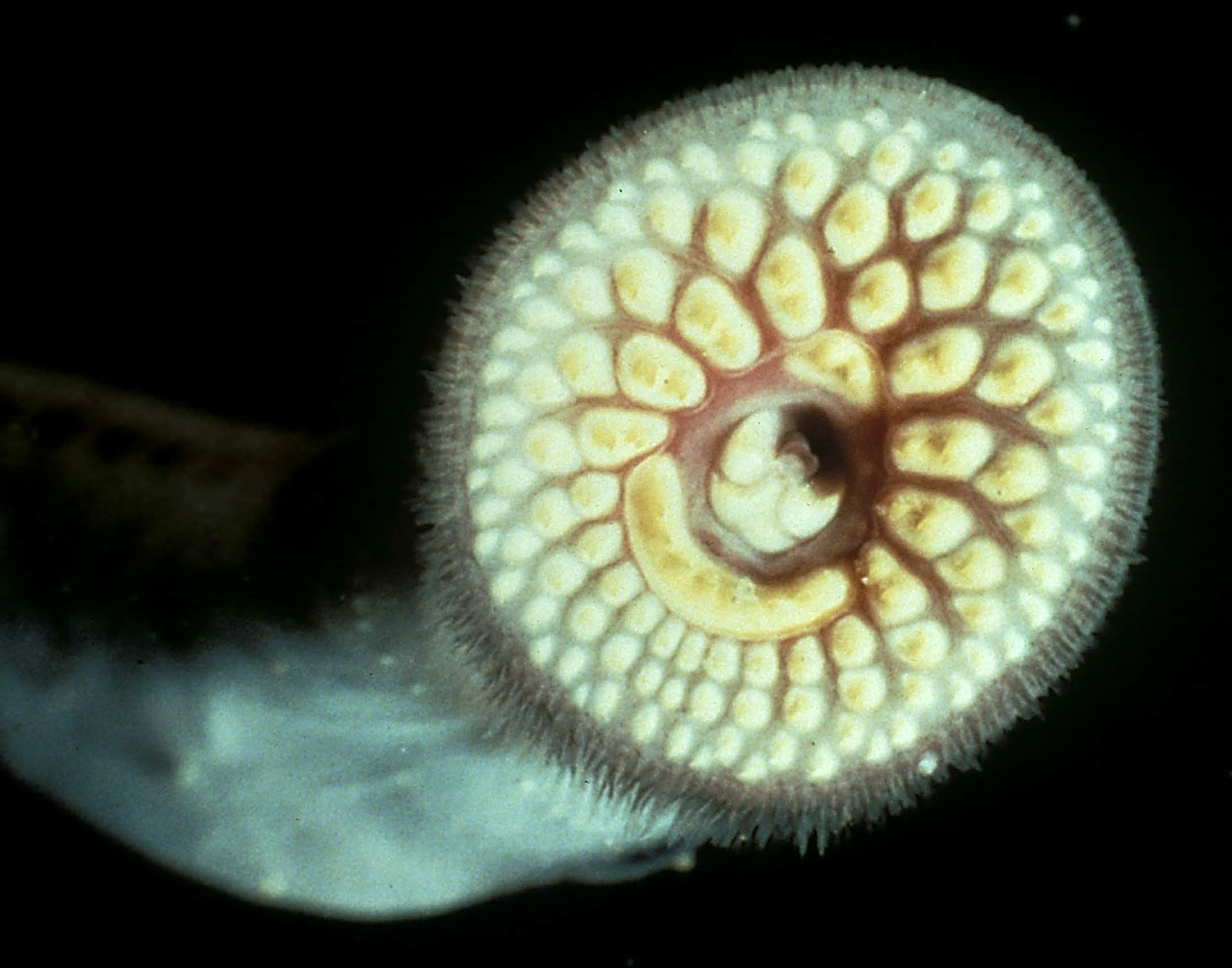 sea lamprey