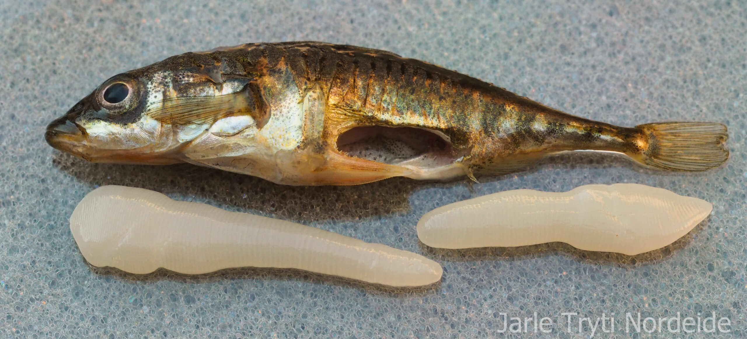 Tapeworms from a Norwegian stickleback.