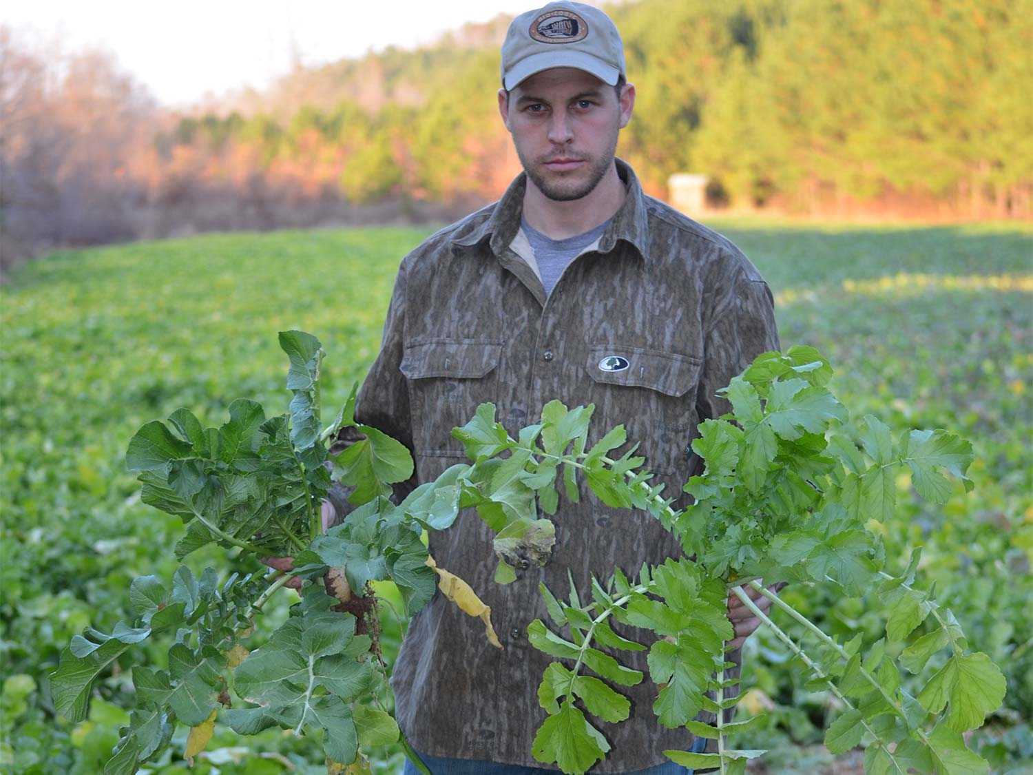 A hunter holds up large leaves of deer radishes.