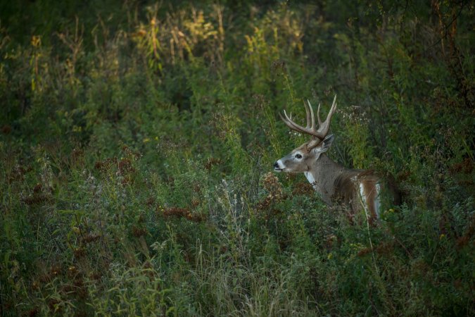 whitetail deer