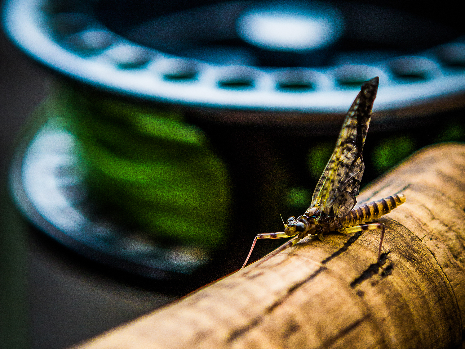 A fly on the cork of a fly fishing reel.