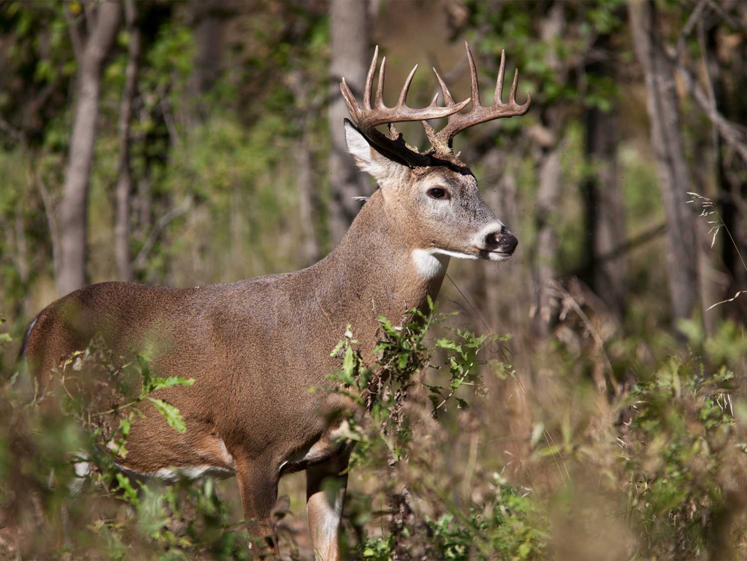 A whitetail deer stands inn brush at a treeline.