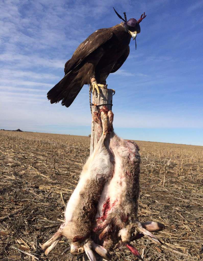 A golden eagle perched on a post with a limit of rabbits hanging from the pole.