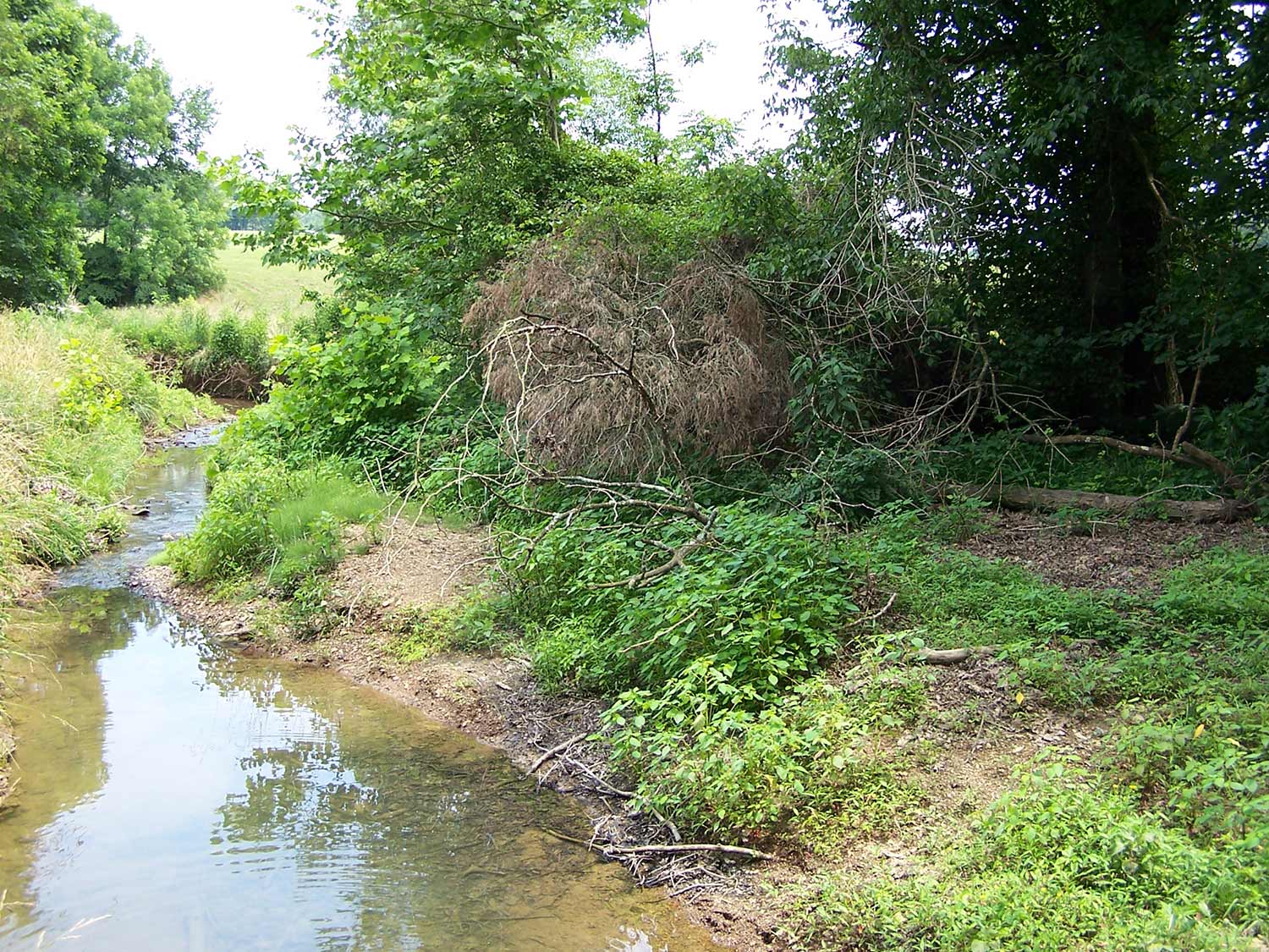 A small stream next to a large forested area.