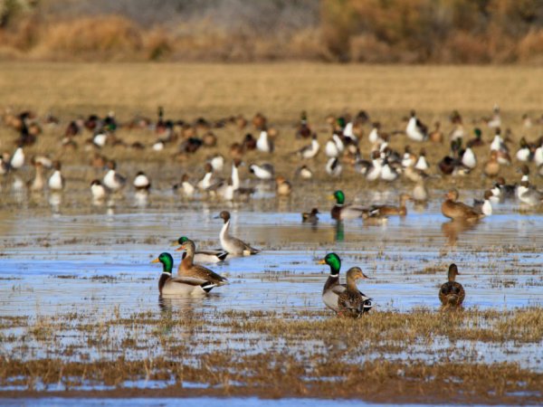 A flock of ducks in sitting in a lake.