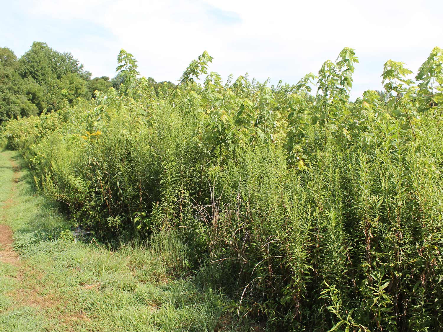 A line of bushes next to a food plot.