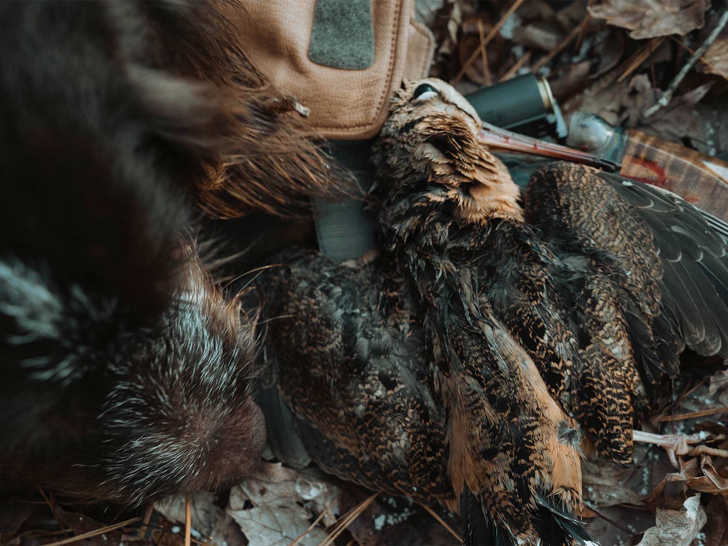 A limit of woodcock birds in the woods.