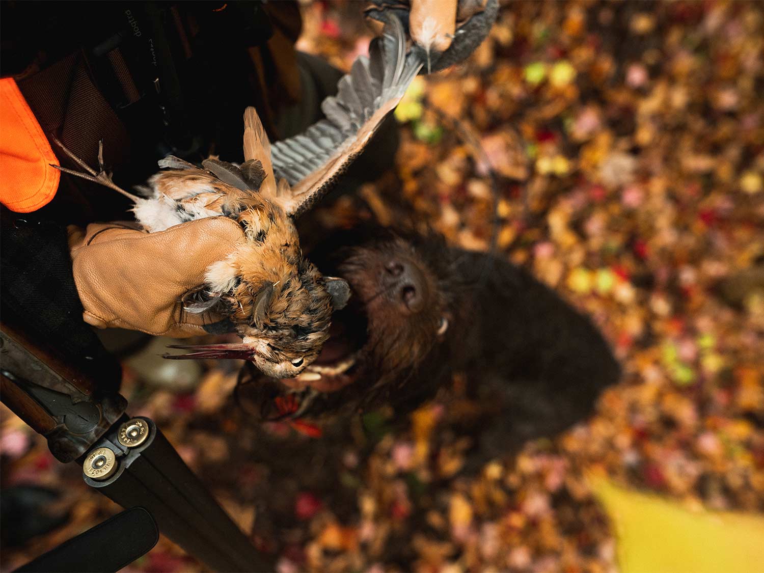 A hunter pulling a woodcock bird from the mouth of a hunting dog.