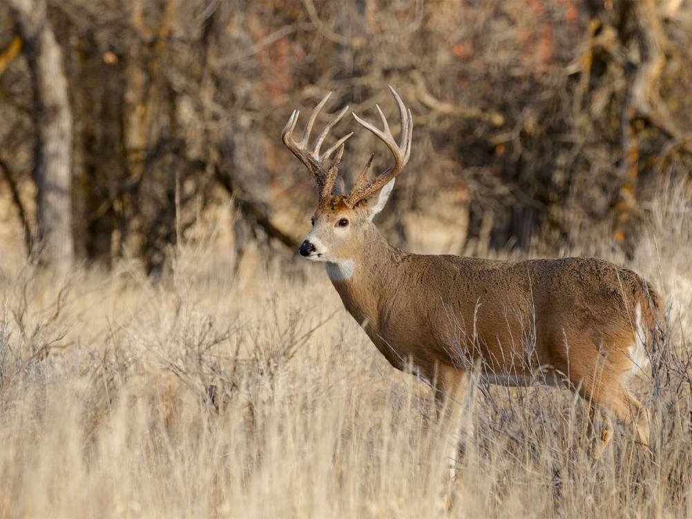 9 Tips for Becoming a Better Rifle Shot on Wild Game