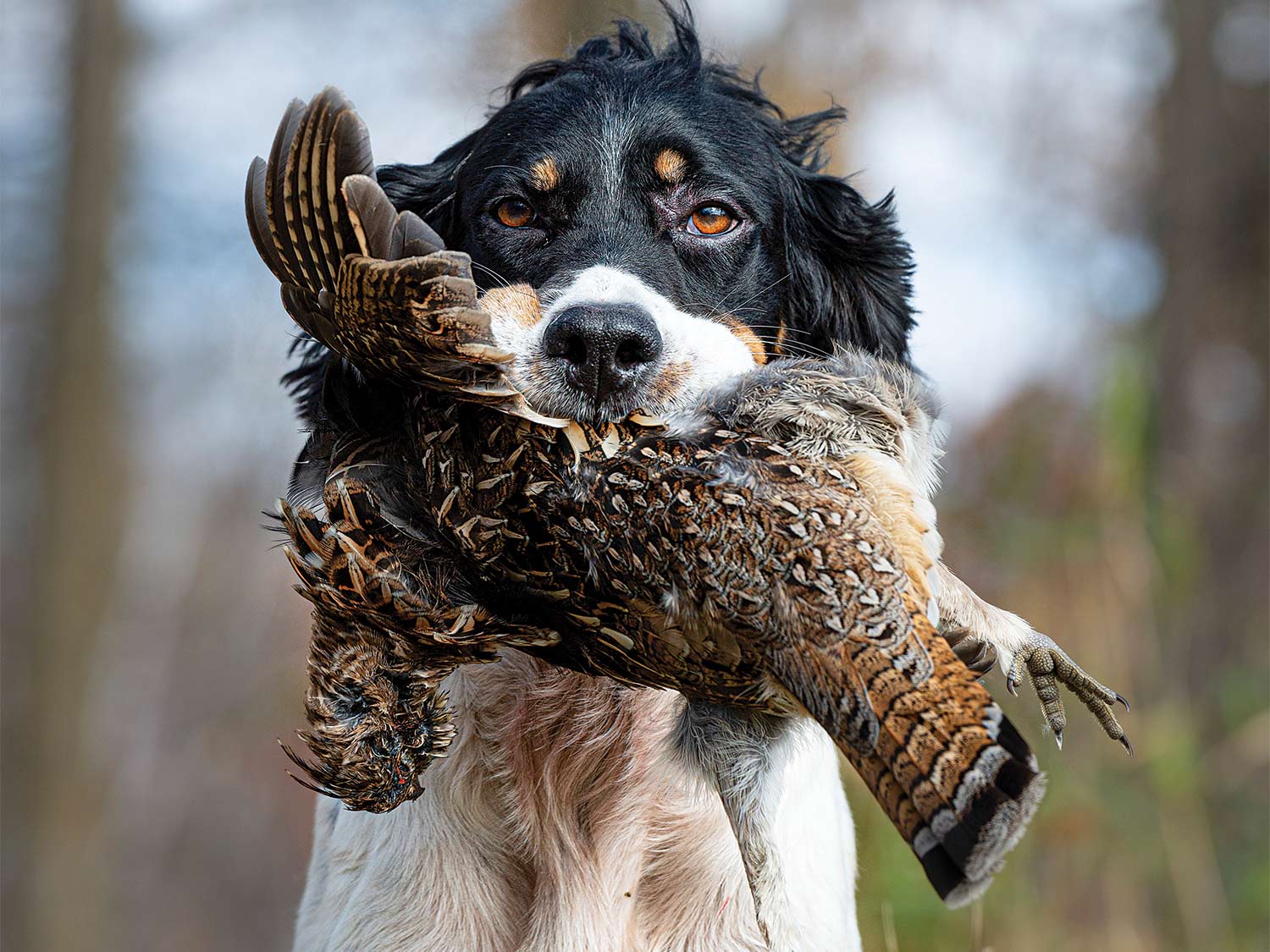 Grouse cheap hunting dogs