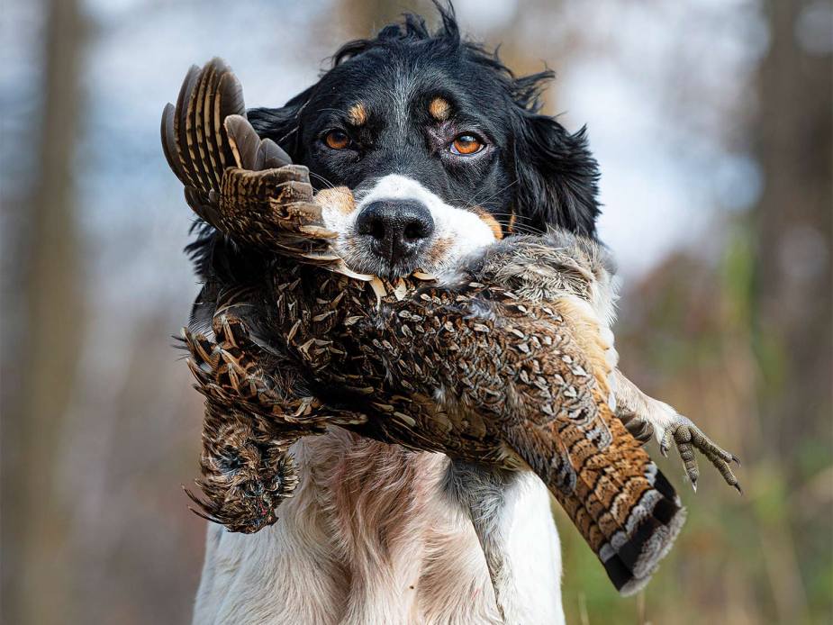 Grouse Hunting: Pattern Birds for a Better All-Day Hunt