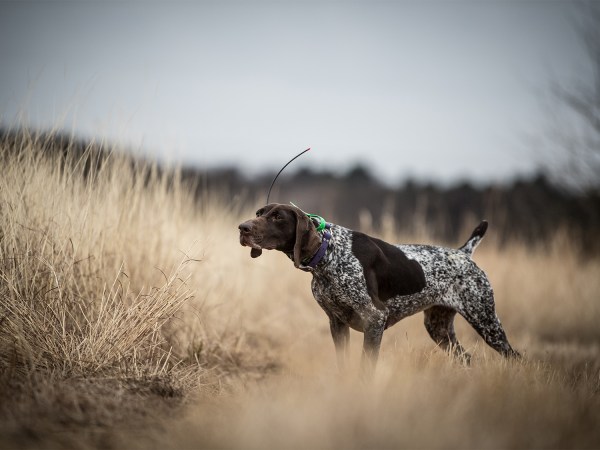 How to Take Care of Your Hunting Dog in Subzero Weather