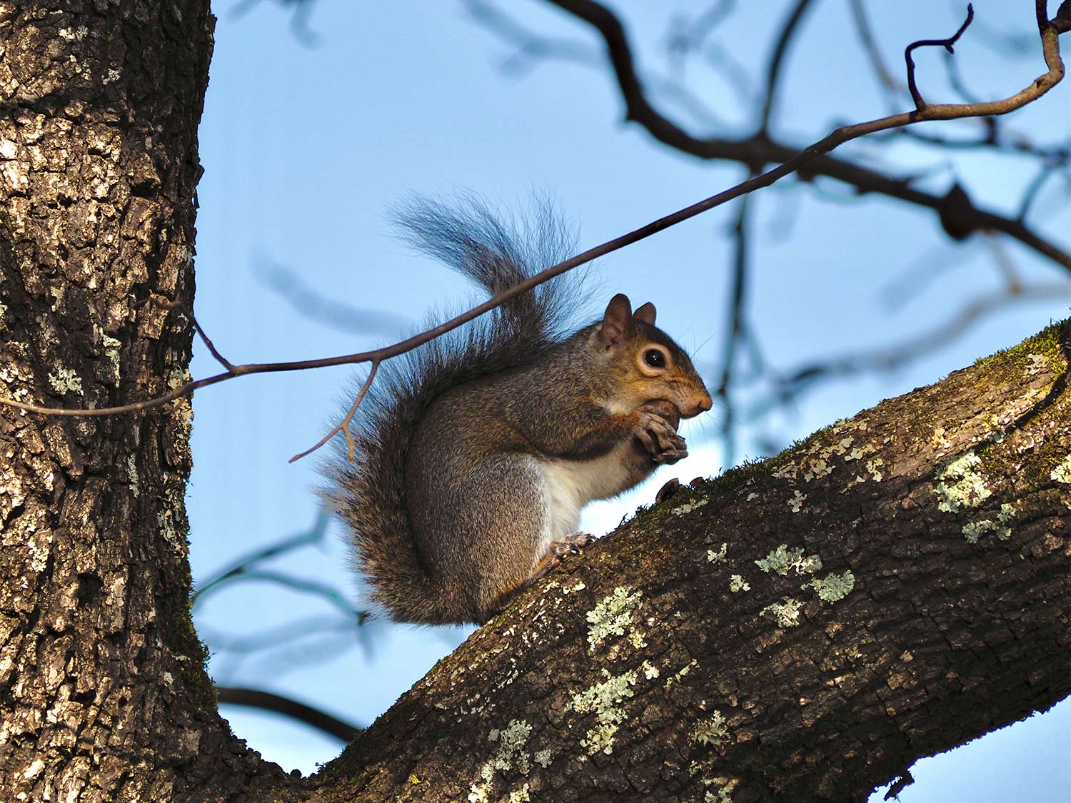 Squirrel Trapping & Legalities: What You Need to Know