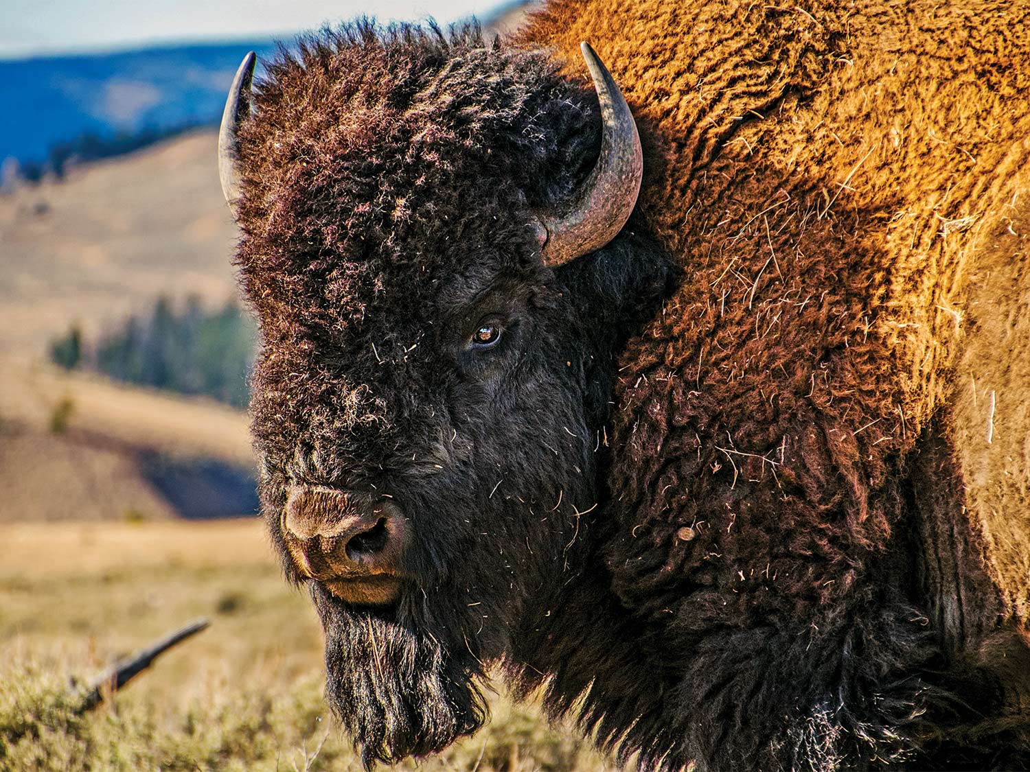 A large buffalo in the large open fields of Montana.