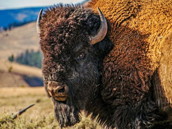 Feds Announce Plan to Restore Bison Populations and Improve America’s Grasslands