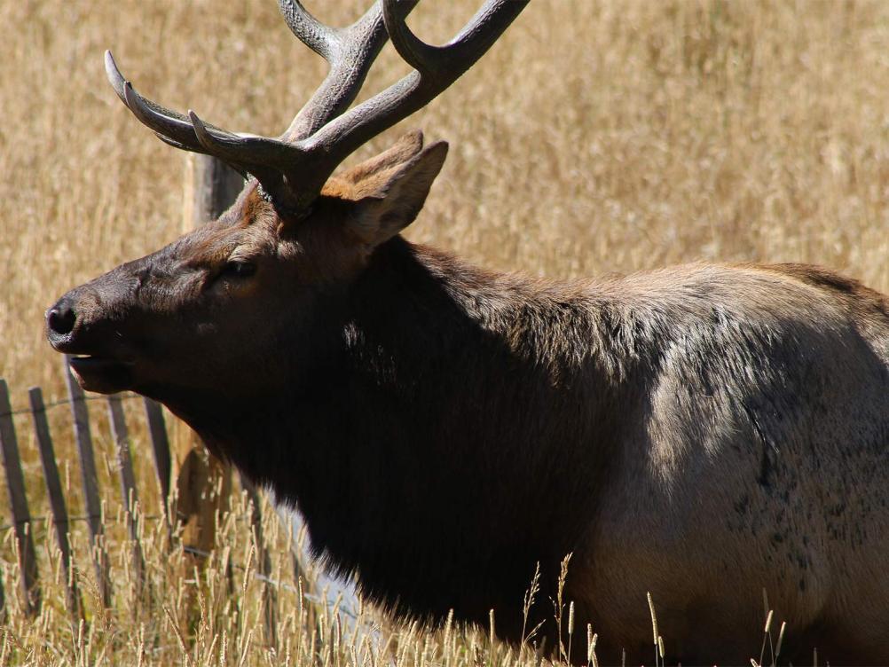 The Complete Guide To Hunting Elk In Eastern States