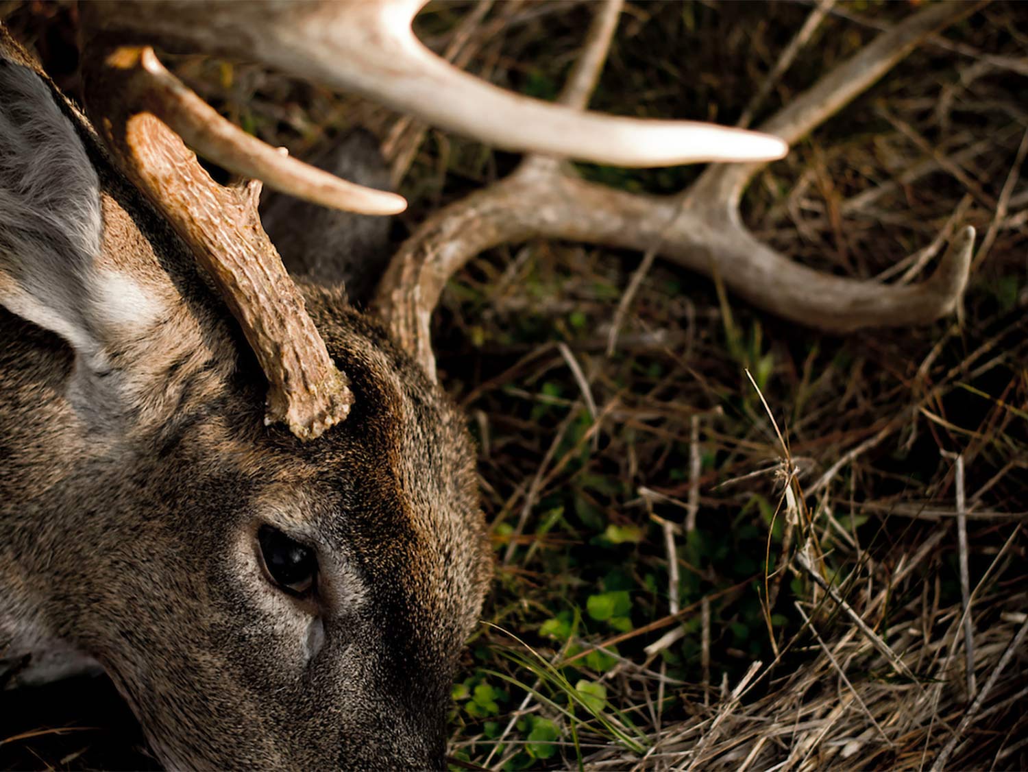 BBC Earth - Just a refined fellow enjoying the snow! Deer antlers can grow  up to an inch a day, making their tissue among the fastest growing on the  planet. #EarthCapture by