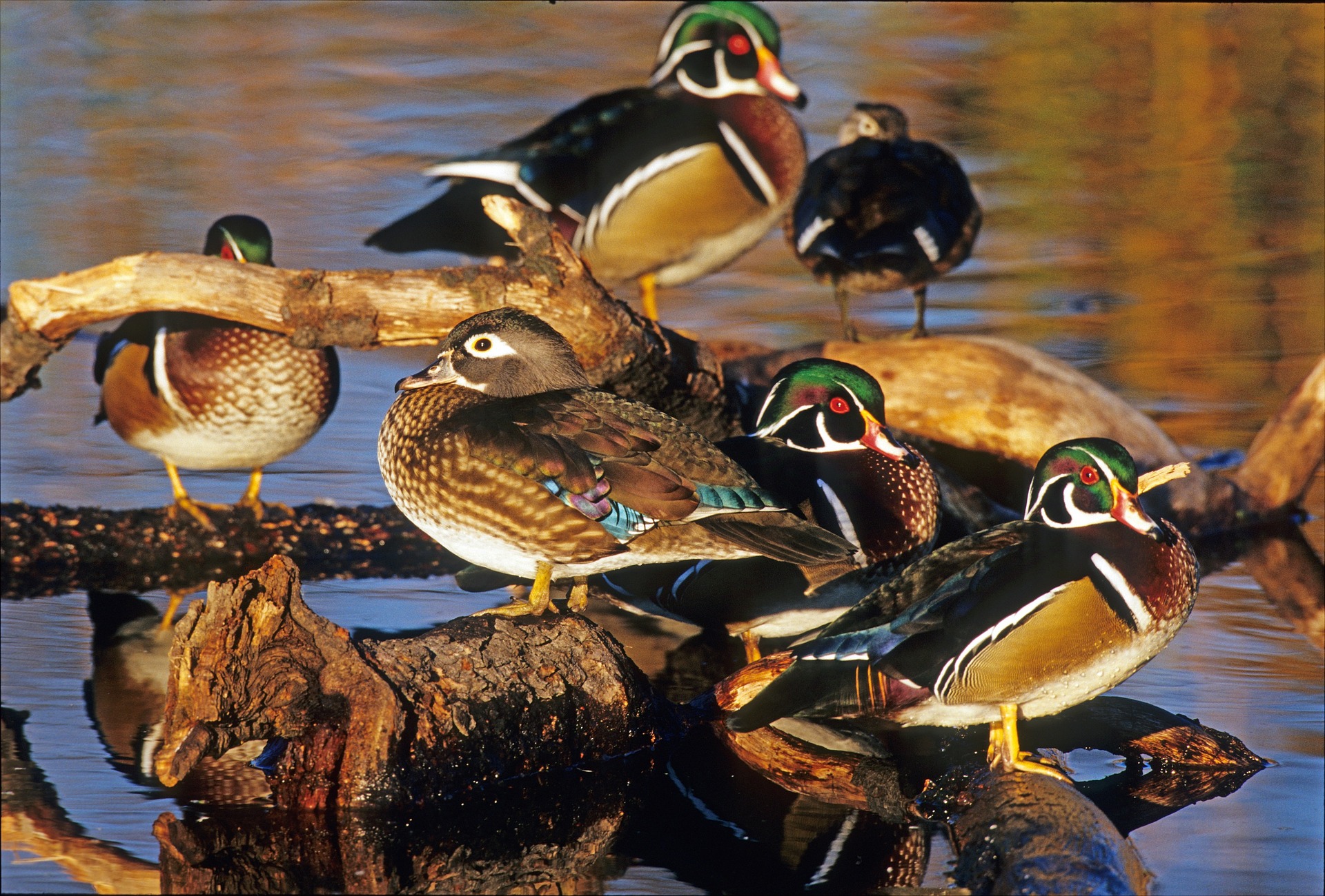 Using Wood Duck, Mallard, and Teal Feathers for Fly Tying