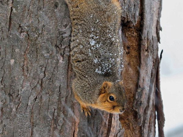 Squirrel Hunting Basics: Best Tactics and Guns